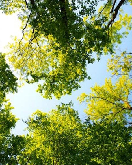 Sunlight filtering through bright green tree canopy viewed from below against blue sky